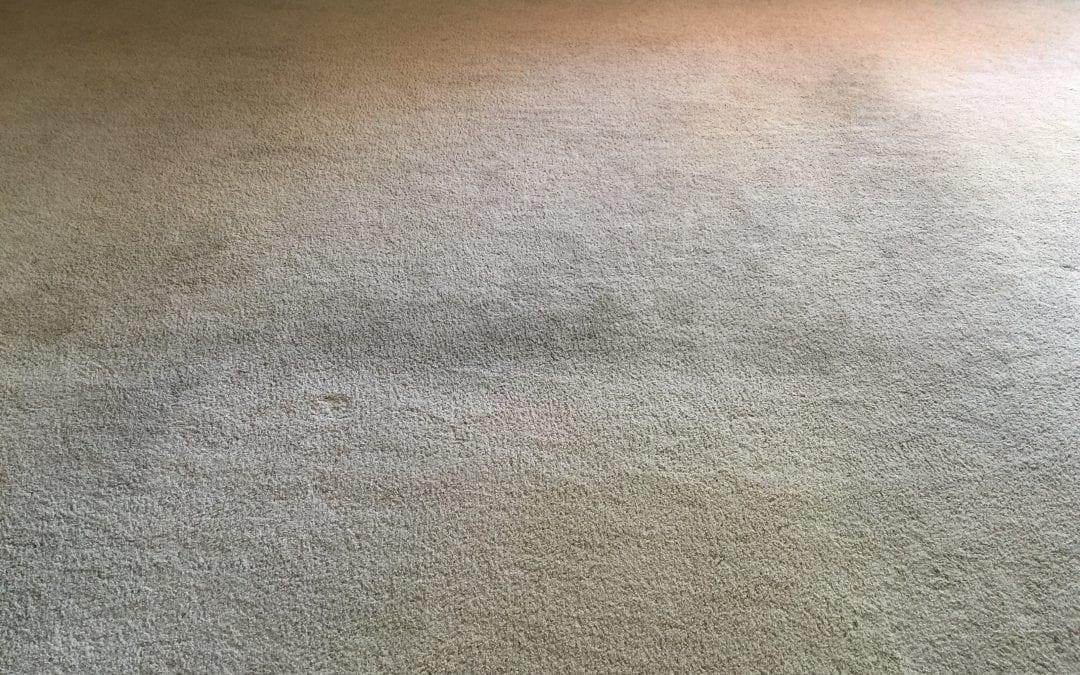 Repeat Customer: Carpet Cleaning in Mesa