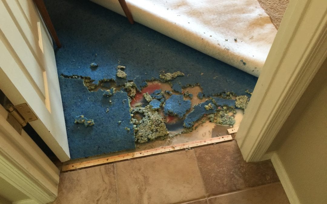 Pet Damage: Carpet Repair in Goodyear