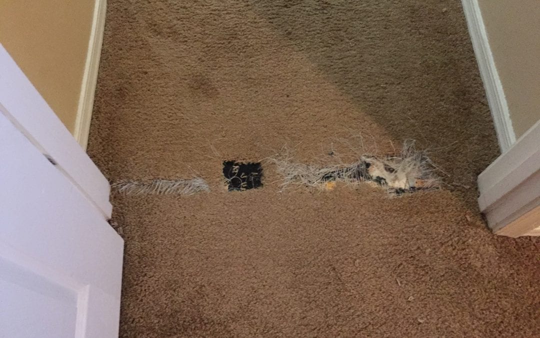 Pet Damage to Carpet
