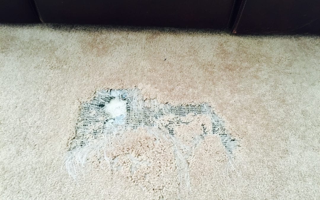 Goodyear, AZ: Carpet Repair from Pet Damage