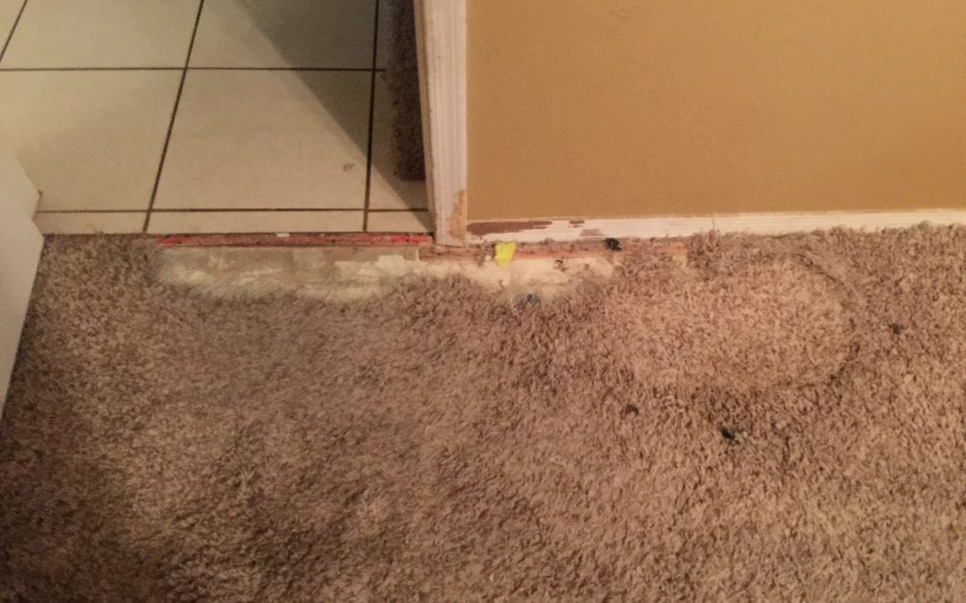 Pet Damage: Repairing Carpets in Peoria, AZ