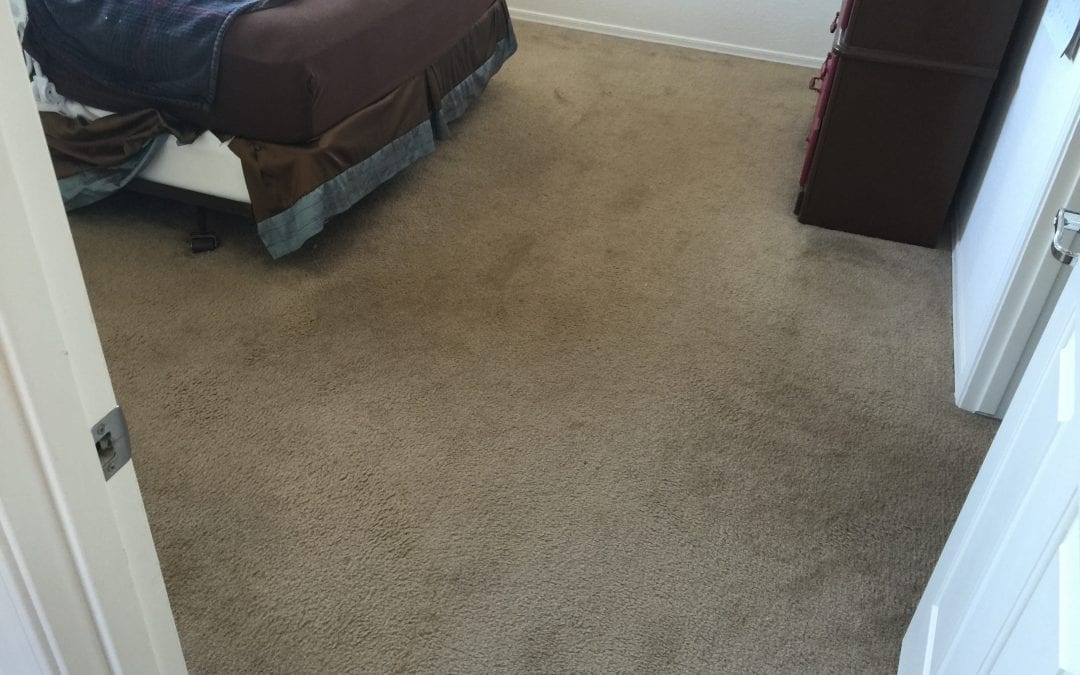 Repeat Customer: Carpet Cleaning in Phoenix