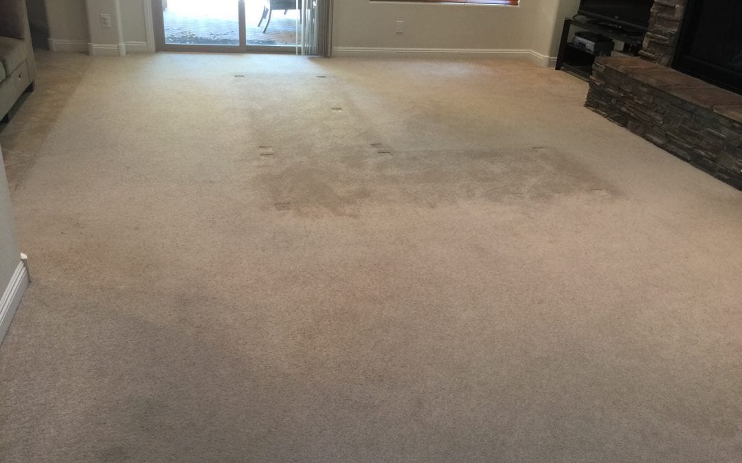 Carpet Cleaning in East Phoenix