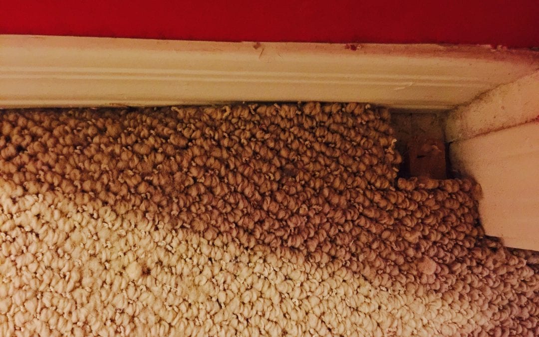 Glendale, AZ: Repairing Berber Carpet