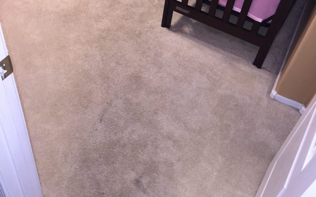 Chandler, AZ: Carpet Cleaning Experts