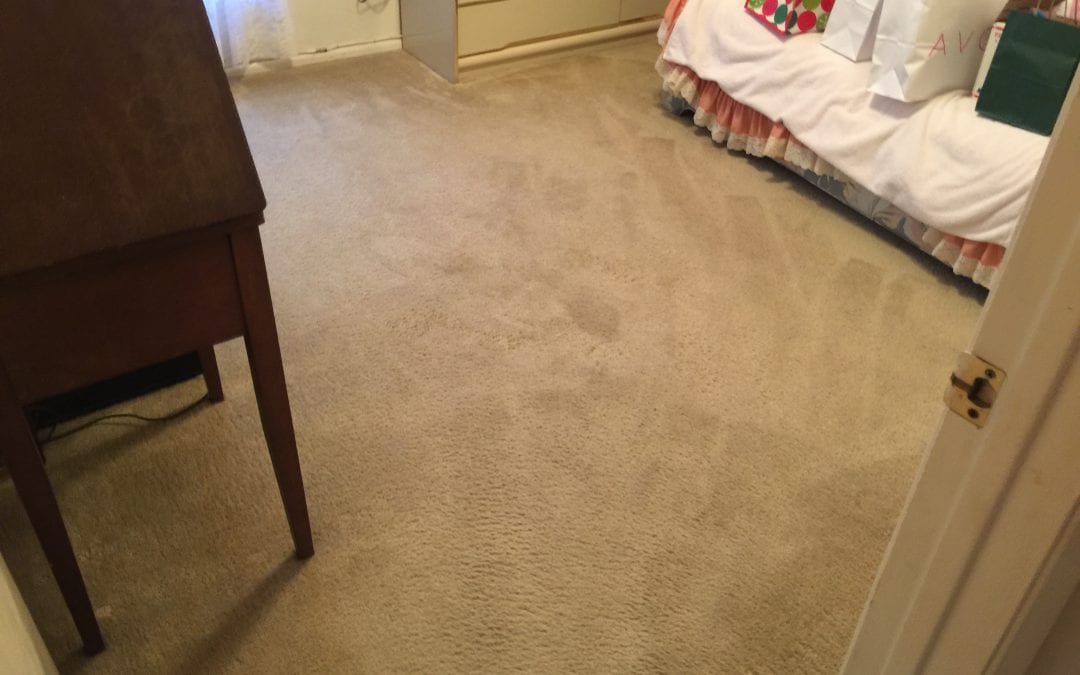 Cleaning Carpet in Glendale, AZ