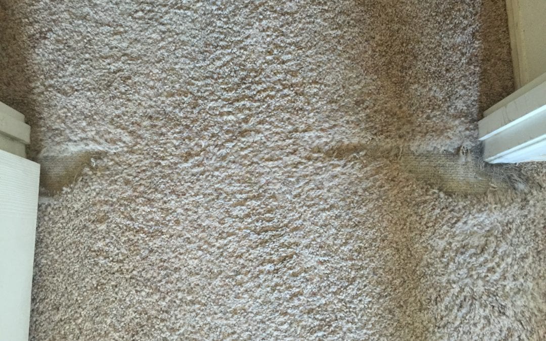 Pet Damage: Carpet Repair in Phoenix