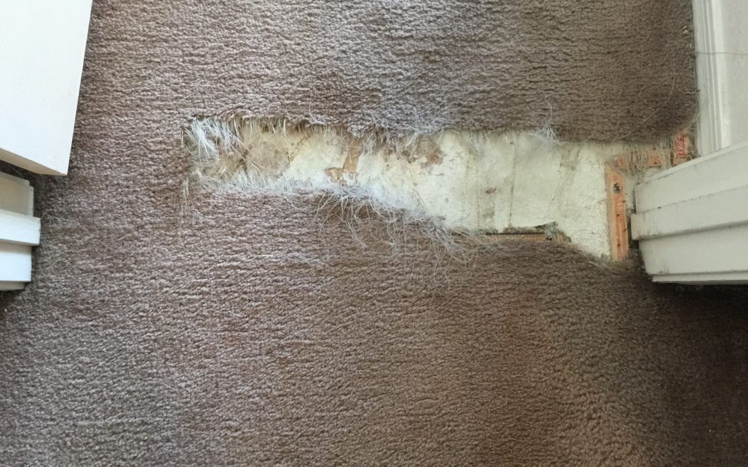 Carpet Repair from Pet Damage in the East Valley