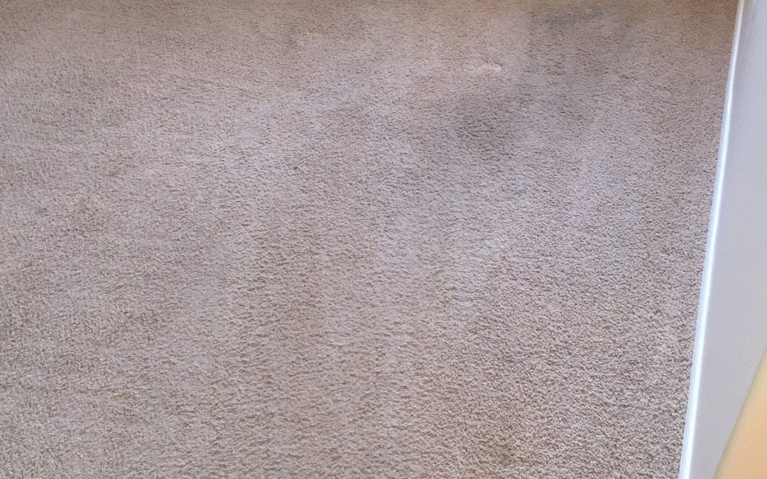 Carpet Cleaning By Professionals in Paradise Valley