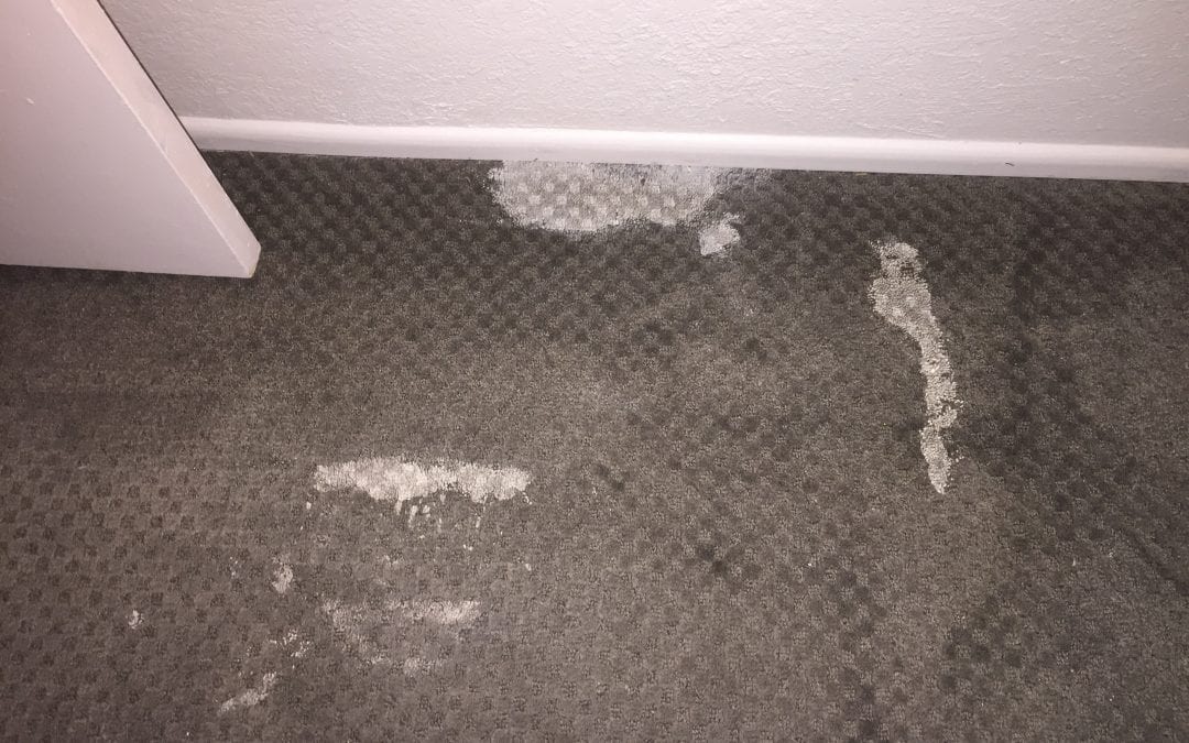 Scottsdale, AZ: Carpet Repair Specialists