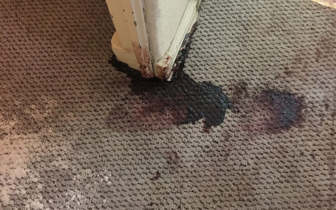 carpet repair blood
