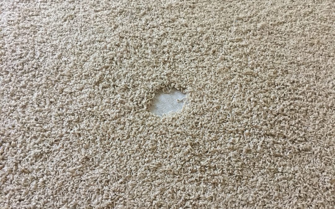 Chandler, AZ: Carpet Repair